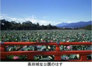 高田城址公園のはす