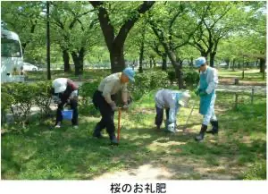 桜のお礼肥