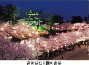 高田城址公園の夜桜